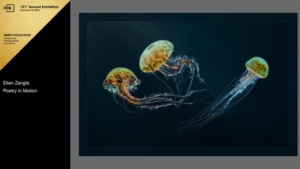 Photo of jellyfish in an aquarium by Ellen Zangla Photography