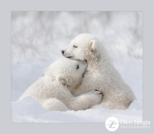 Photo of two polar bear cubs hugging by Ellen Zangla Photography in Manitoba