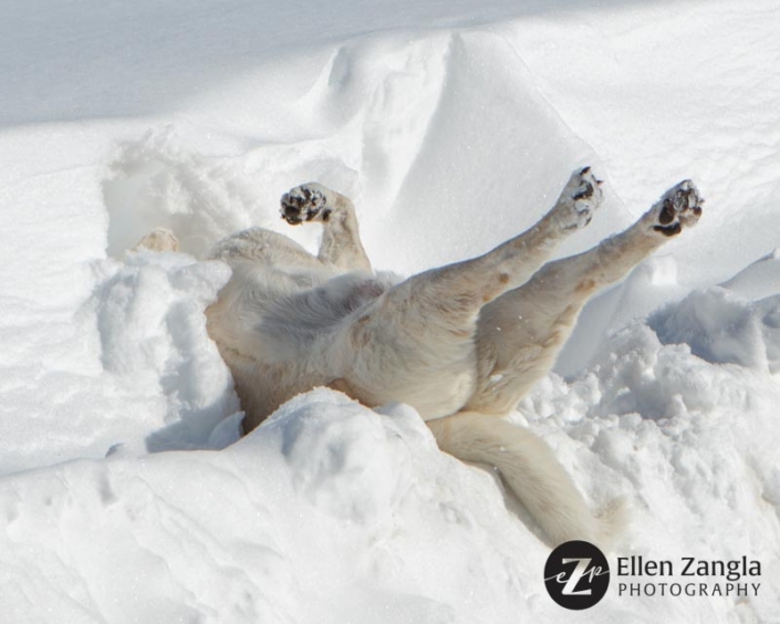 Funny photo of dog rolling around in the snow by Ellen Zangla Photography in Loudoun County VA