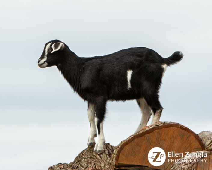 Photo of goat standing on a woodpile taken in Loudoun County VA by Ellen Zangla Photography