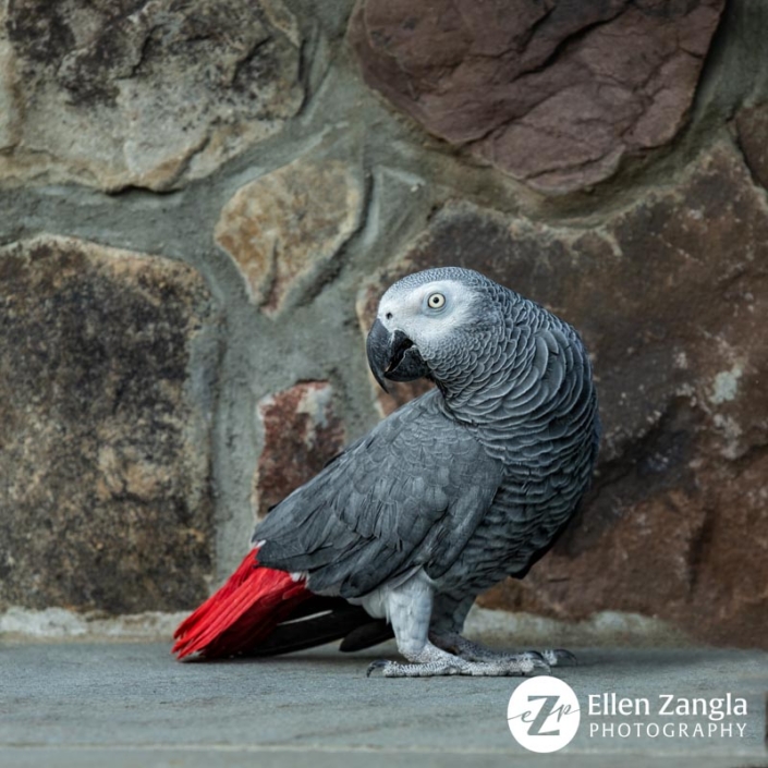 Photo of African Grey Parrot in Leesburg VA by pet photographer Ellen Zangla