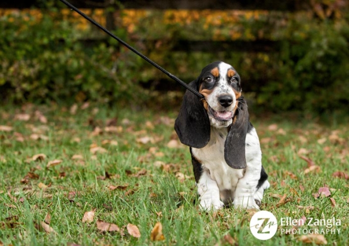 Funny photo of Basset Hound puppy holding his leash in his mouth in Loudoun County VA by Ellen Zangla Photography
