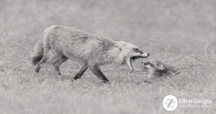 Photo of a fox parent and a kit in Loudoun County VA by Ellen Zangla Photography