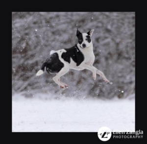 Photo of dog playing in the snow in Loudoun County VA by Ellen Zangla Photography