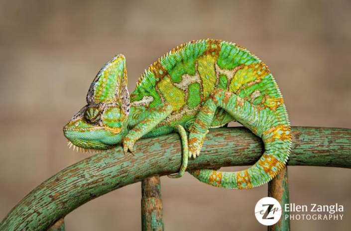 Photo of chameleon in Loudoun County taken by pet photographer Ellen Zangla