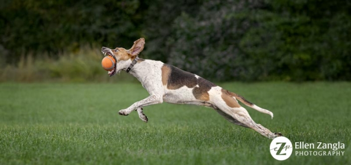 Photo of dog leaping for her ball in Loudoun County VA by Ellen Zangla Photography