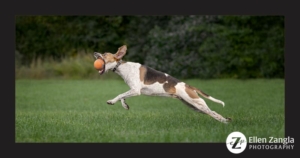 Photo of dog leaping for a ball by Ellen Zangla Photography in Loudoun County VA