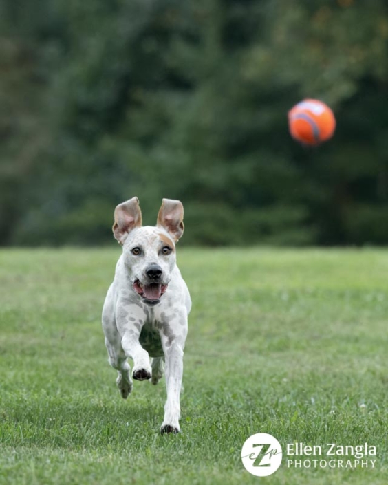 Photo of dog chasing her ball by Ellen Zangla Photography in Loudoun County VA
