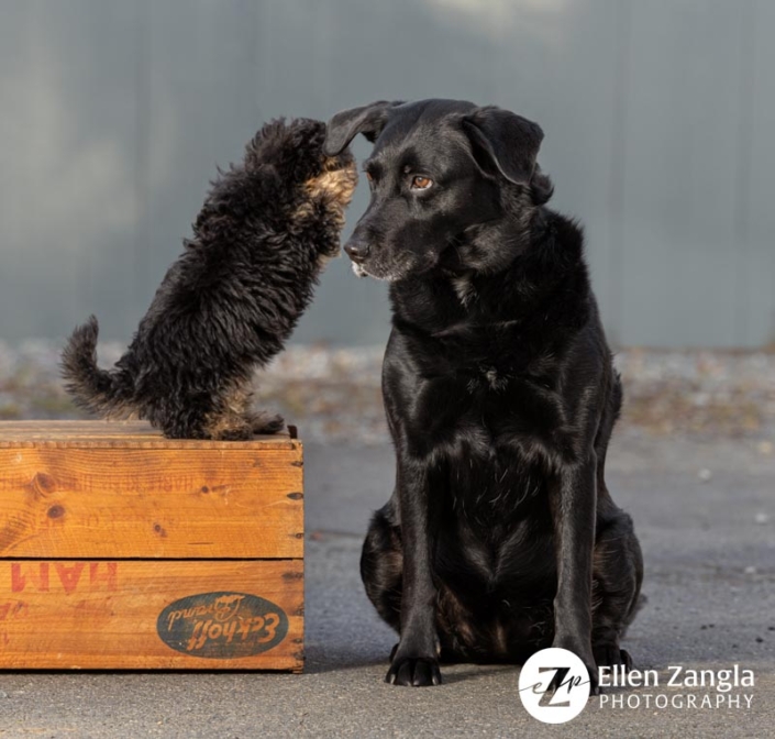 Funny photo of two dogs in Loudoun County VA by Ellen Zangla Photography