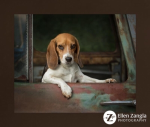 Photo of beagle looking out of a truck window in Loudoun County VA by Ellen Zangla Photography