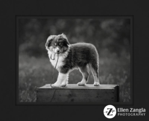 Photo of puppy holding his leash in his mouth in Loudoun County VA by Ellen Zangla Photography