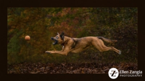 Photograph of dog leaping for a ball in Loudoun County VA by Ellen Zangla Photography