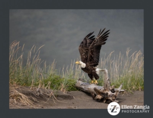 Photo of eagle taking flight in Alaska by Ellen Zangla Photography