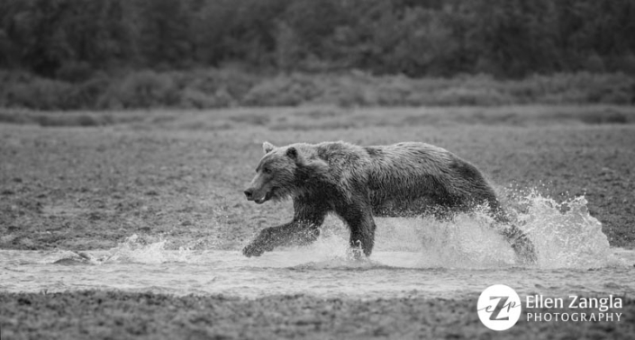 Photo of bear chasing a salmon in a creek in Alaska by Ellen Zangla Photography