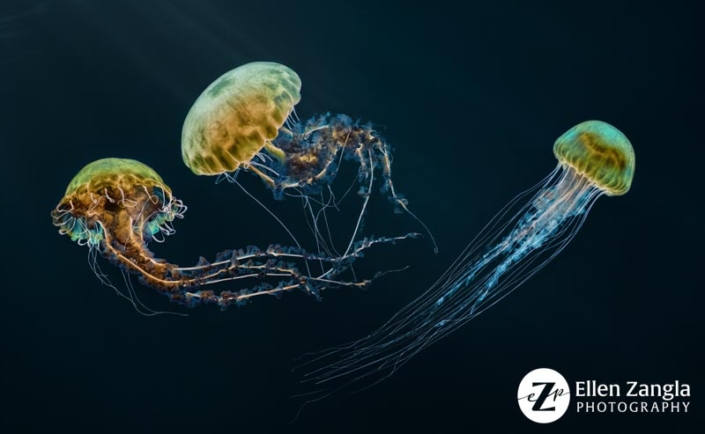 Photo of jellyfish at the Baltimore Aquarium by Ellen Zangla Photography