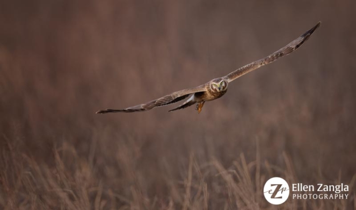 Photo of Harrier in flight at the Outer Banks by. Ellen Zangla Photography