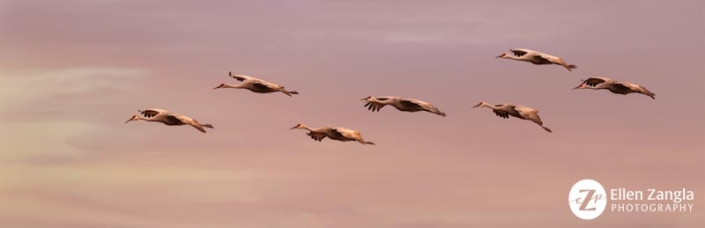 Photo of seven sandhill cranes in flight at sunset by Ellen Zangla Photography