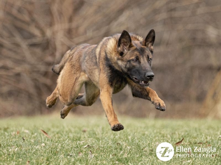 Belgian Malinois dog running with all four feet of the ground.