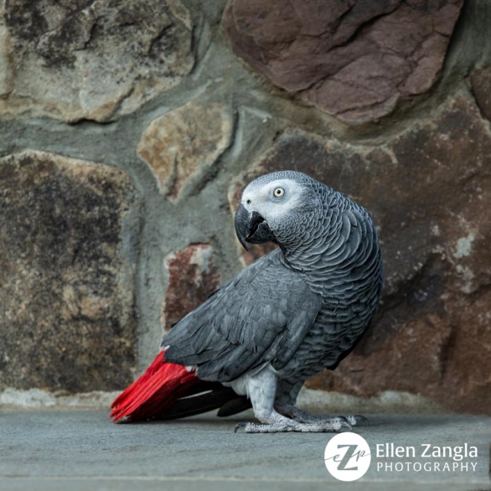 African Grey parrot standing on a wall outside.