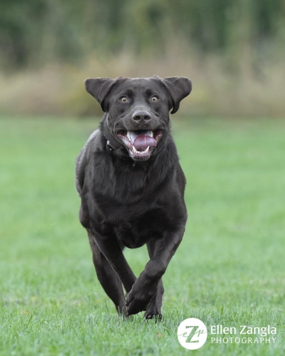 Chocolate Labrador Retriever dog running outside in the grass.