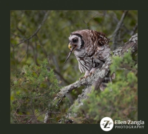 Baby barred owl eating skink while perched on branch in the Outer Banks.