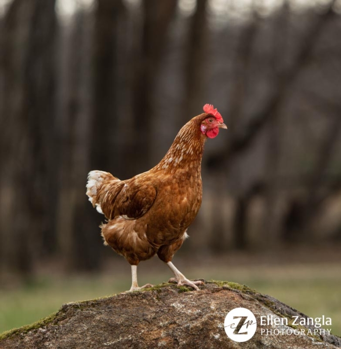 Chicken standing outside on boulder