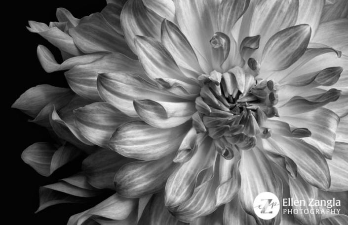 Close-up, black and white photo of Dahlia.