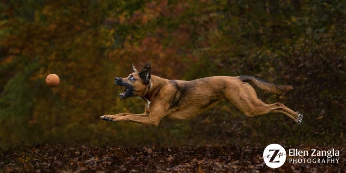 Action portrait of dog running and jumping for her ball.