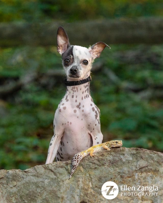 Mixed breed dog and Gecko together outside.