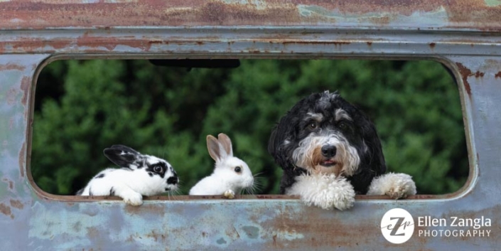 Mini Bernedoodle dog and two bunnies looking out truck window.