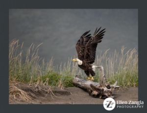 Eagle taking flight from driftwood on the beach in Lake Clark, AK.