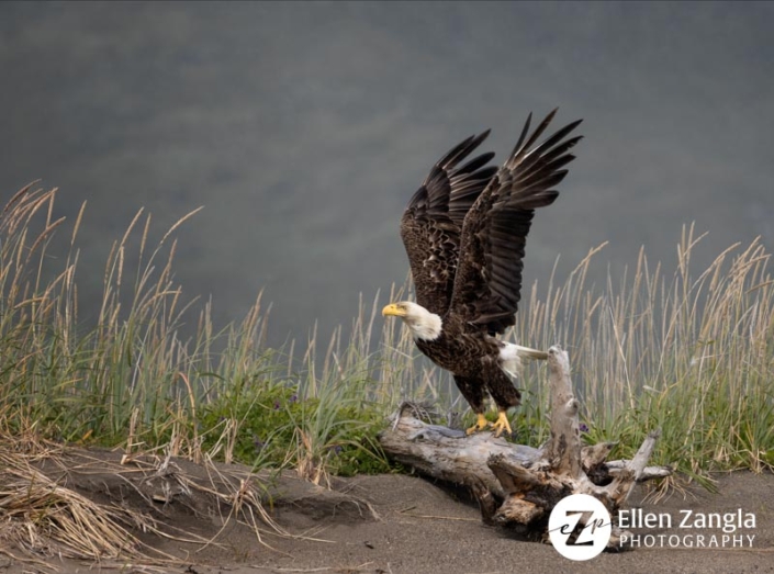 Eagle taking off from driftwood on the beach in Lake Clark, AK.