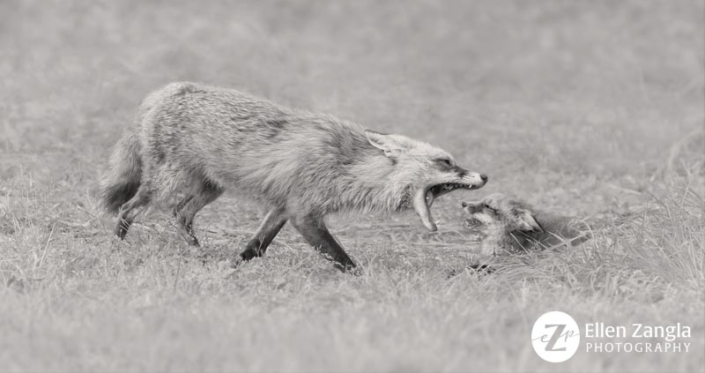 Fox parent communicating with kit