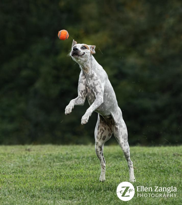 Dog with a very funny expression on her face as she jumps for her ball.