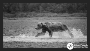 Grizzly bear chasing salmon in a creek in Kukak Bay, AK.