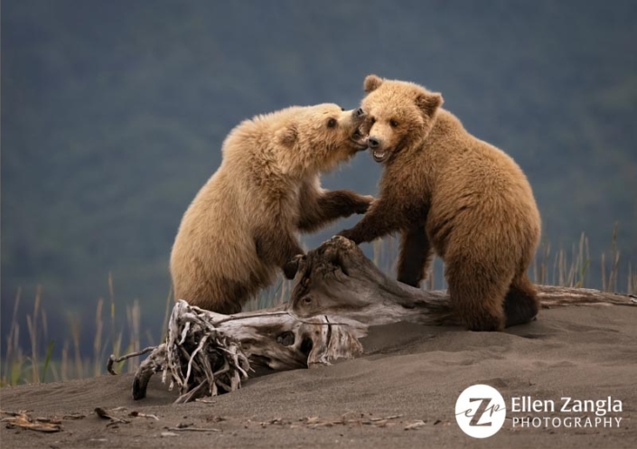 Two Grizzly bear cubs playing on the beach in Lake Clark, AK.