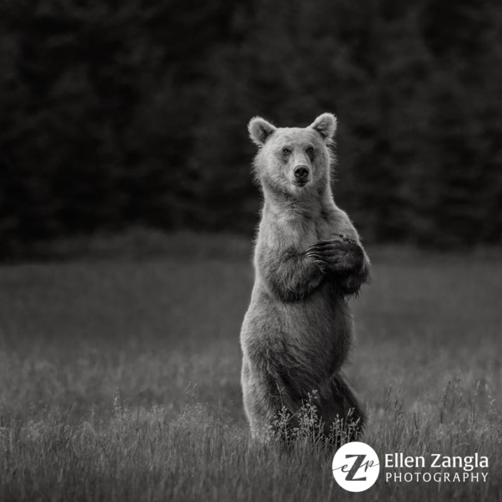 Grizzly bear standing up with arms crossed over her chest in Lake Clark, AK.