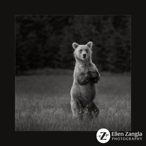 Grizzly bear standing with her arms crossed in Lake Clark, AK.