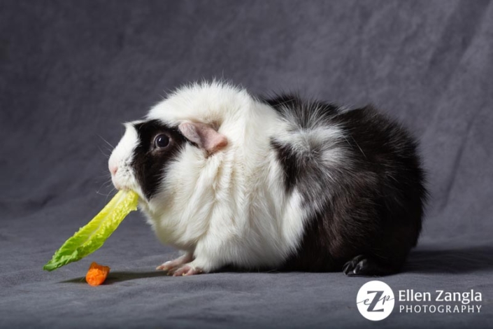 Guinea pig eating lettuce