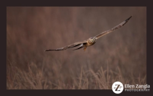 Harrier in flight with wings spread