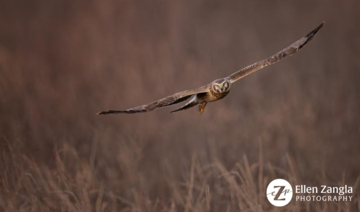 Harrier in flight in the Outer Banks, NC.