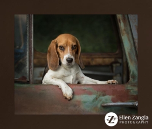 Beagle sitting in truck looking out the window.