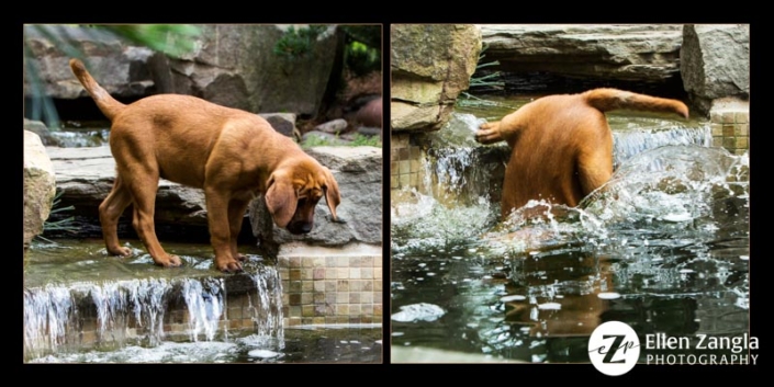 Dog looking in, and then falling face first, in a pool.