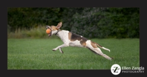 Dog leaping for and catching a ball.