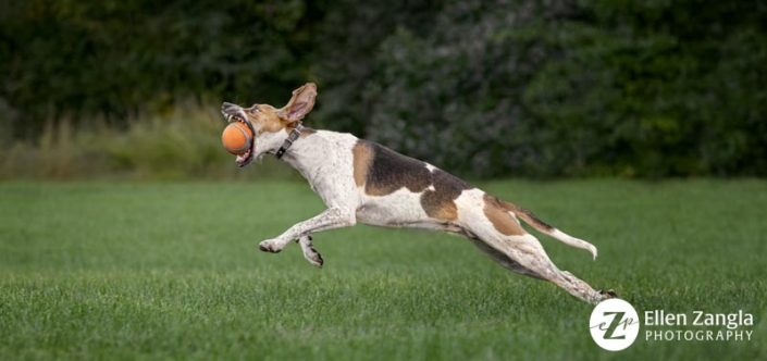 Dog stretched out to catch her ball outside in the grass.