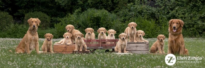 Eleven ten-week-old Golden Retriever puppies sitting outside with their parents.