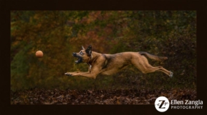 Dog running and leaping for her ball.