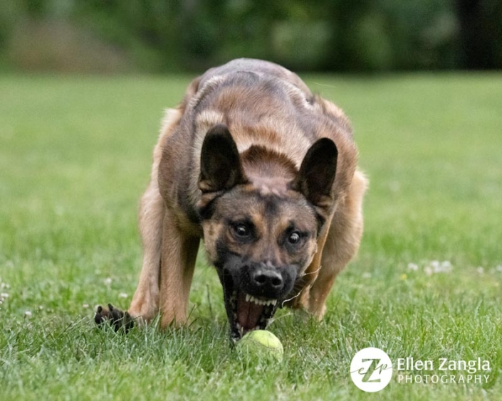 Funny portrait of Belgian Malinois dog chasing a tennis ball outside.