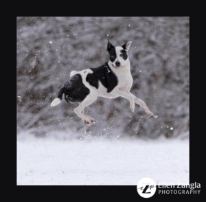 Dog jumping and playing in the snow