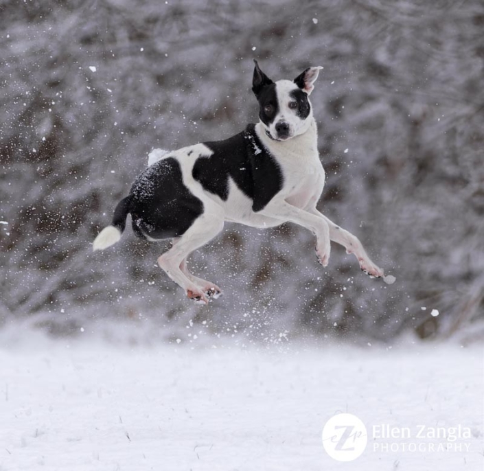 Dog running and jumping in the snow.